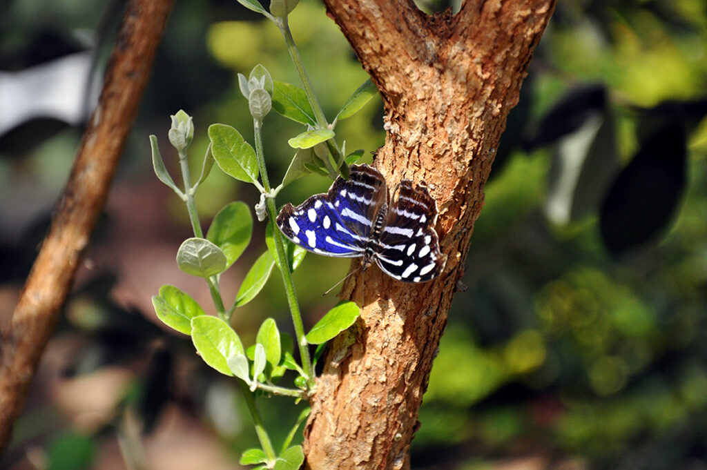 <i>Myscelia cyaniris</i>, Whitened Bluewing, black, blue and white butterfly by Michael Aaron Gallagher.