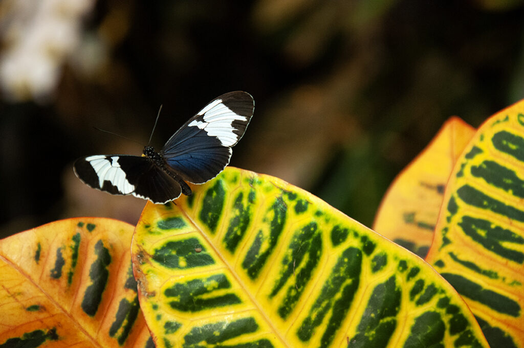 Heliconius cydno, Cydno Longwing, black and white butterfly by Michael Aaron Gallagher.