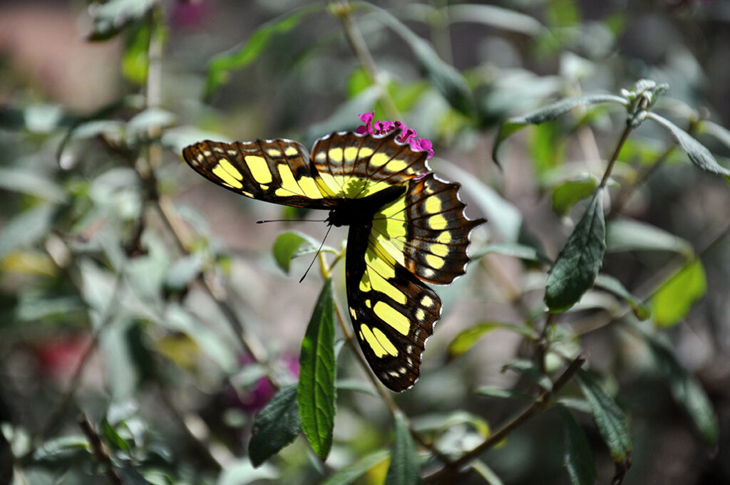 Siproeta stelenes, Malachite, black and yellow butterfly by Michael Aaron Gallagher.