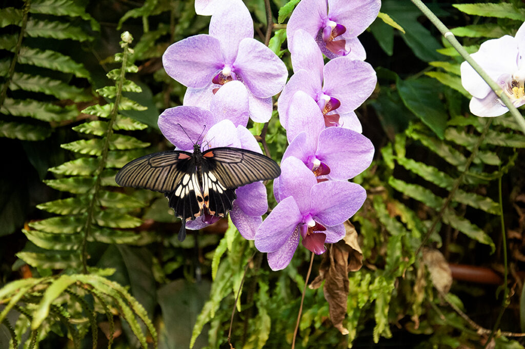 Papilio lowi, Asian swallowtail, black butterfly with red and white spots by Michael Aaron Gallagher.