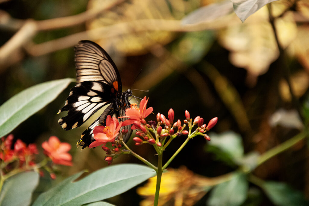 <i>Papilio lowi</I>, Asian swallowtail, black butterfly with red and white spots lands on a flower by Michael Aaron Gallagher.