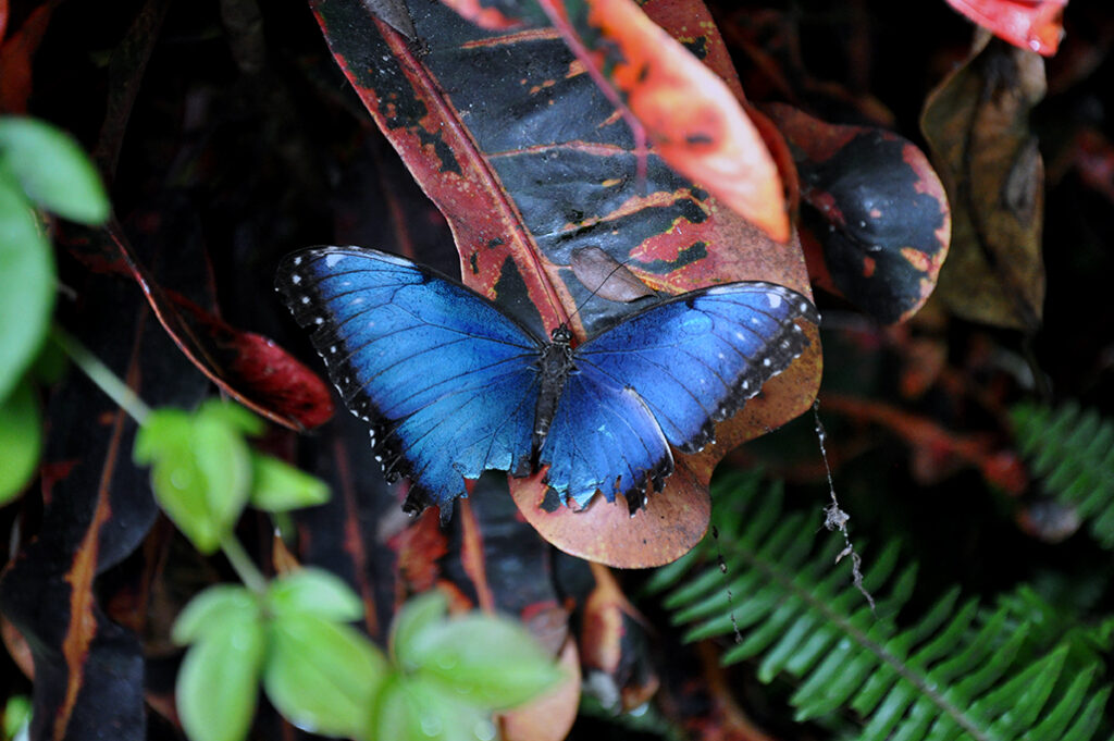 <i>Morpho peleides</i>, Blue Morpho, blue butterfly on a leaf by Michael Aaron Gallagher.