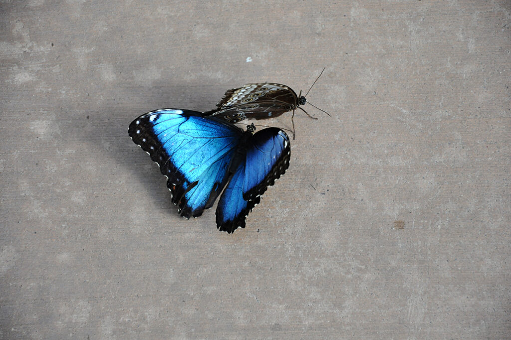 <i>Morpho peleides</i>, Blue Morpho, blue butterflies on cement by Michael Aaron Gallagher.