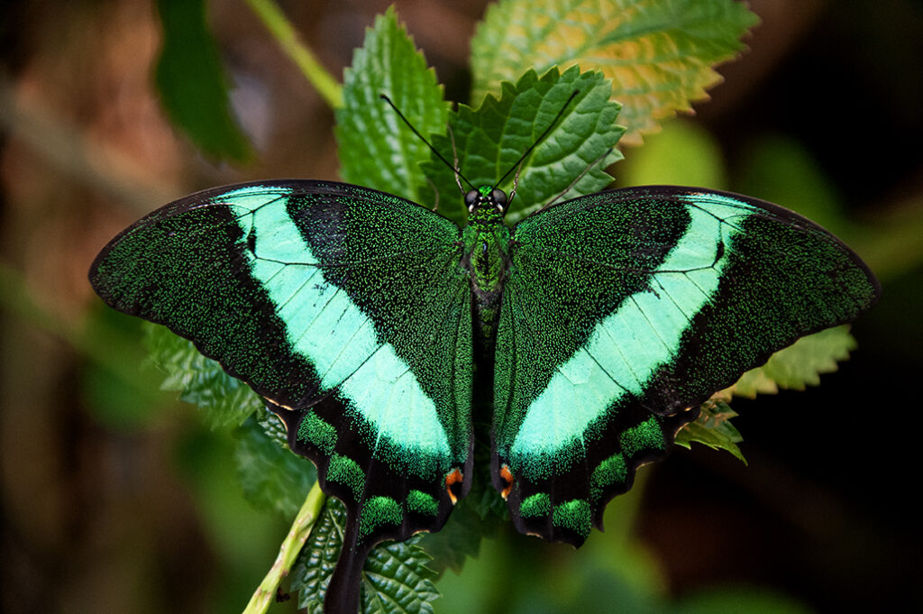 <i>Papilio palinurus</i>, Banded Peacock, iridescent green butterfly by Michael Aaron Gallagher.