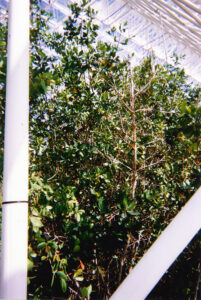 The Marsh Biome of the Biosphere 2 Center. Photo taken by Michael Aaron Gallagher in 1998.