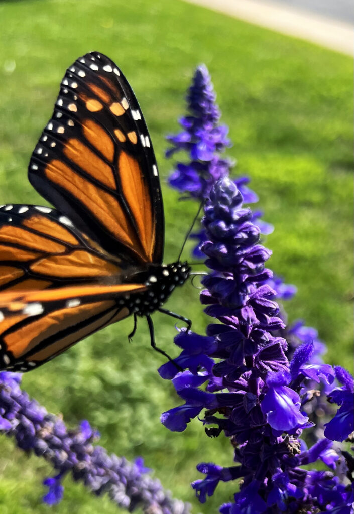 <i>Danaus plexippus</i>, Monarch, black, orange and white butterfly by Michael Aaron Gallagher.