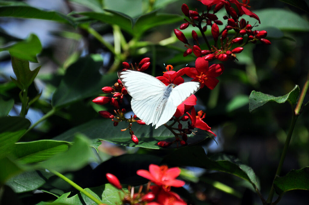 Ascia limona, Great Southern White butterfly by Michael Aaron Gallagher.