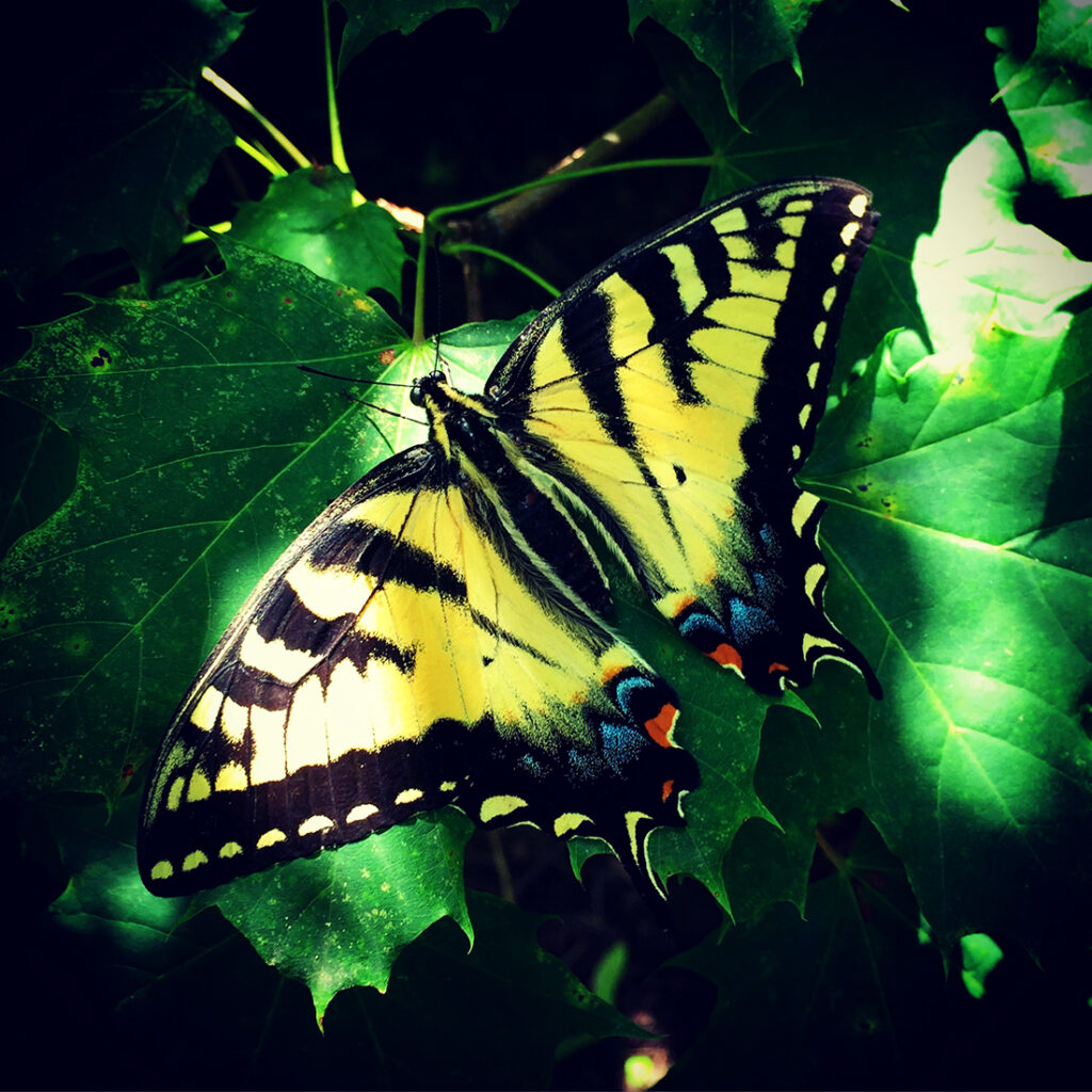 <i>Papilio glaucus</i>, Eastern Tiger Swallowtail, yellow, black, blue and red butterfly by Michael Aaron Gallagher.