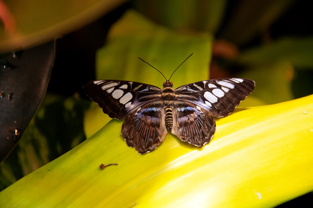 Parthenos Sylvia, The Clipper, black butterfly with white spots and irridescent blue and purple coloration. Photo by Michael Aaron Gallagher.