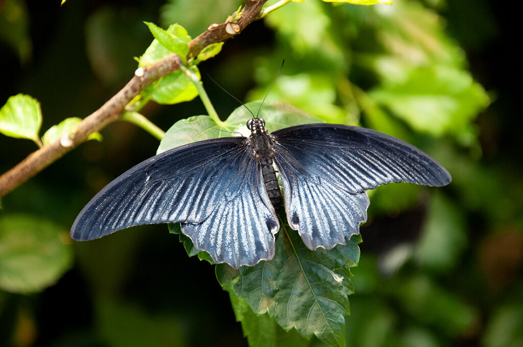 Papilio memnon, The Great Mormon, dark blue butterfly. Photo by Michael Aaron Gallagher.