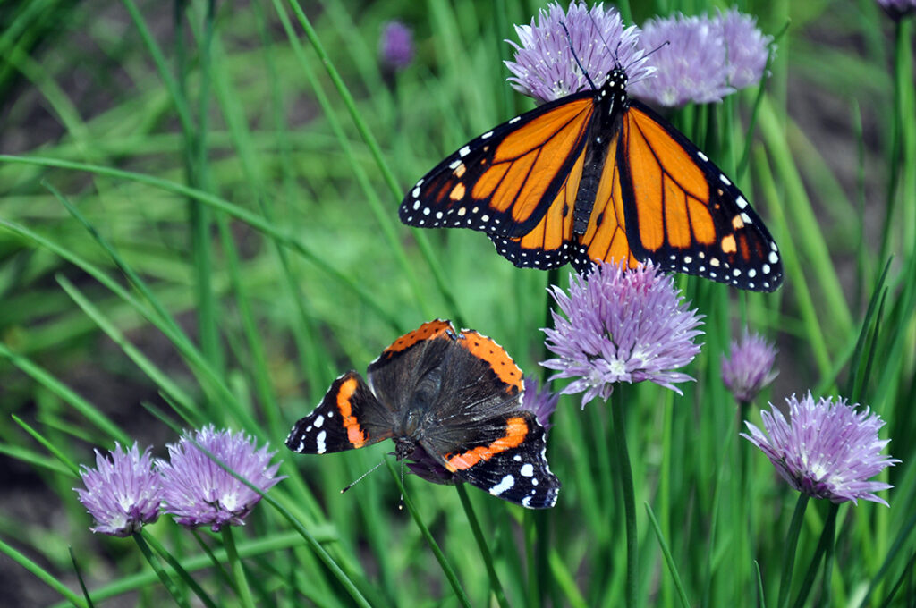 <i>Vanessa atalanta</i>, The Red Admiral butterfly (left) and <i>Danaus plexippus</i>, Monarch butterfly (right) on chives. Photo by Michael Aaron Gallagher.