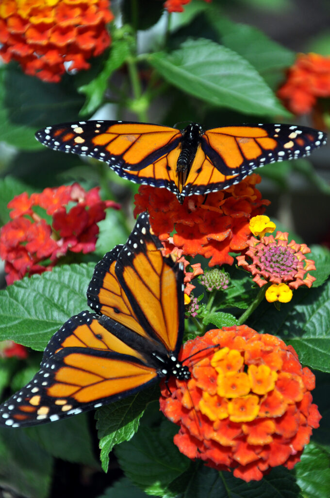 Two Monarch Butterflies by Michael Aaron Gallagher