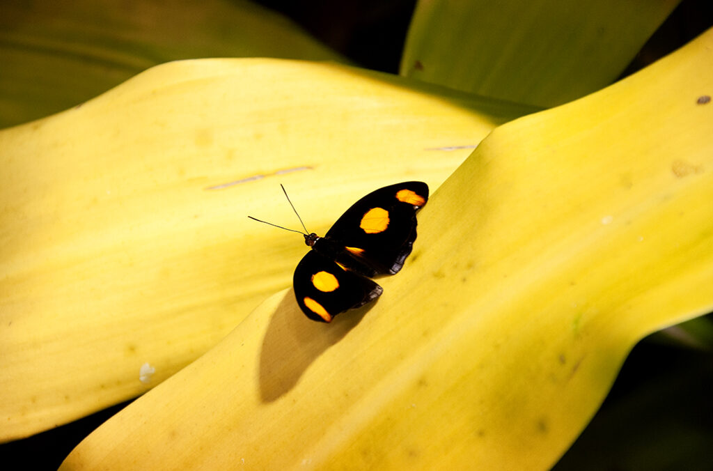 Catonephele numilia, Grecian shoemaker, black butterfly with orange spots. Photo by Michael Aaron Gallagher.