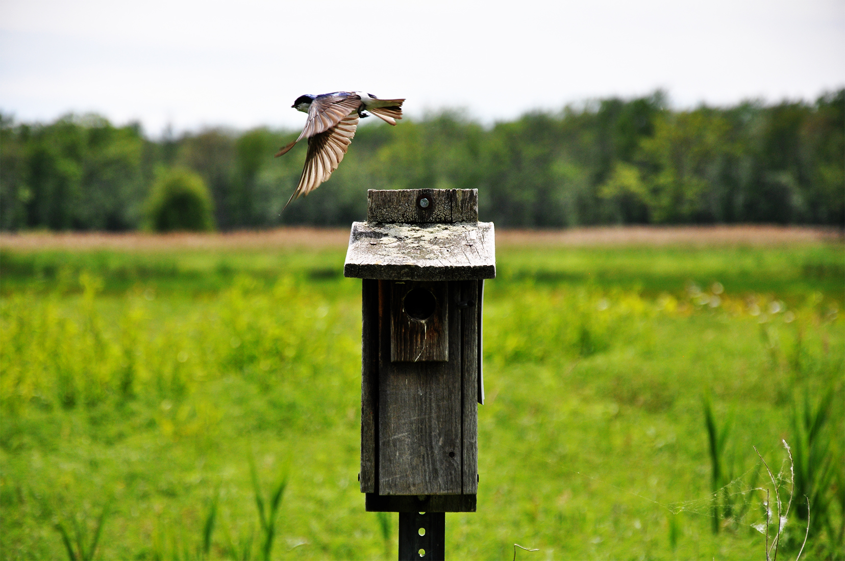 A tree swallow and birdhouse and spiderweb at Montezuma National Wildlife Refuge in New York by Michael Aaron Gallagher