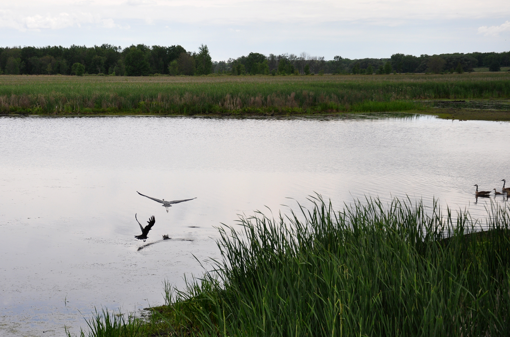 Birds in flight at Montezuma National Wildlife Refuge by Michael Aaron Gallagher