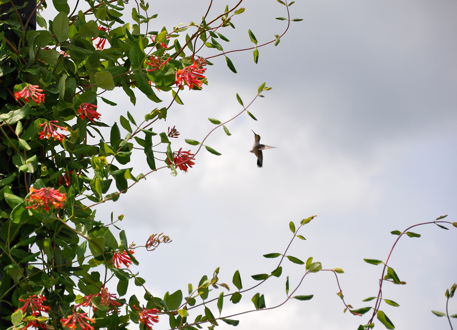 Hummingbird Flying Straight Up at Montezuma National Wildlife Refuge in New York by Michael Aaron Gallagher