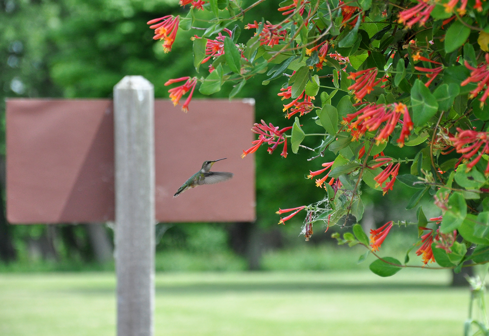 A Ruby-throated Hummingbird visits a Trumpet Honeysuckle bush at Montezuma National Wildlife Refuge in New York by Michael Aaron Gallagher