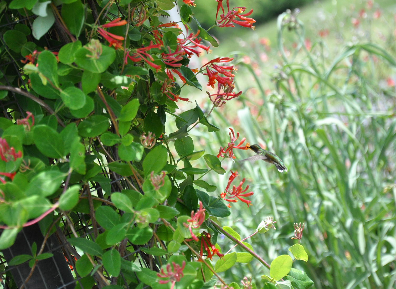 A Ruby-throated Hummingbird feeding at Montezuma National Wildlife Refuge in New York by Michael Aaron Gallagher