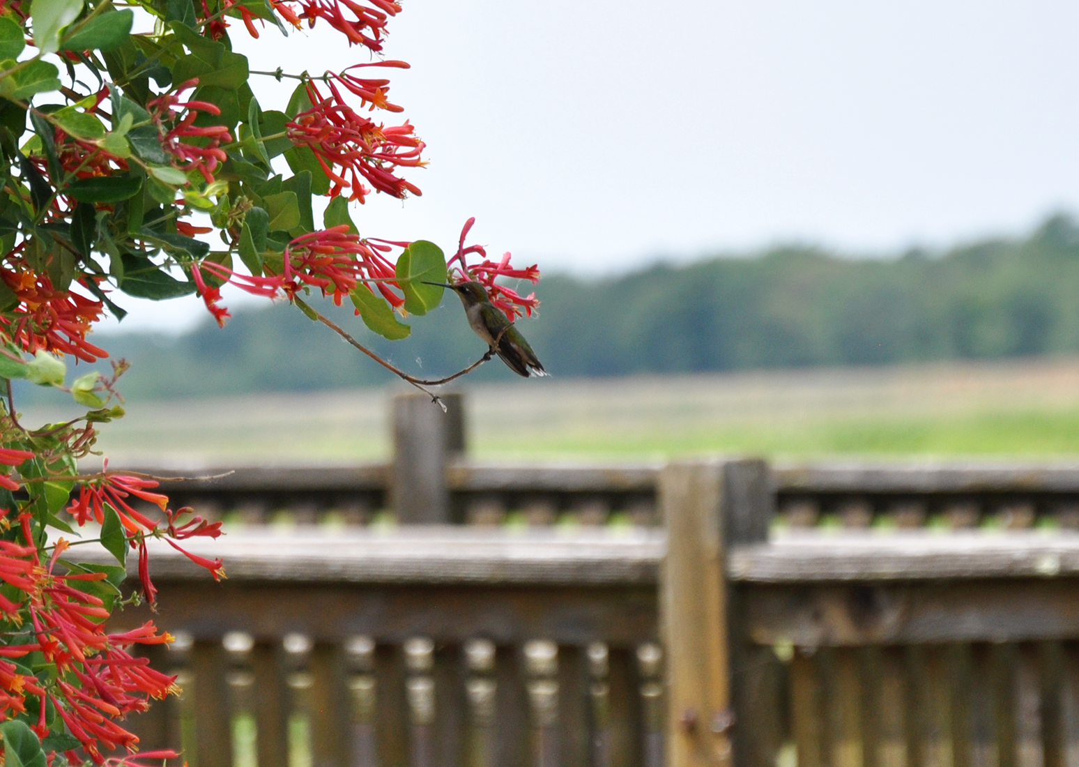 A Ruby-throated Hummingbird perched on a branch at Montezuma National Wildlife Refuge in New York by Michael Aaron Gallagher