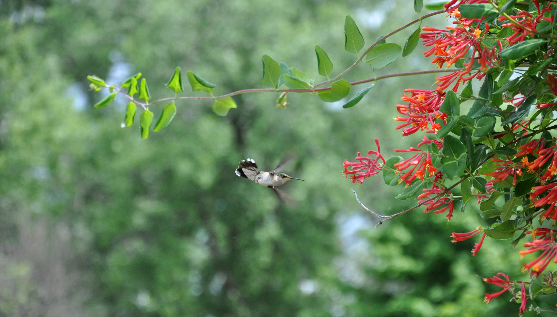 A Ruby-throated Hummingbird swooping at Montezuma National Wildlife Refuge in New York by Michael Aaron Gallagher