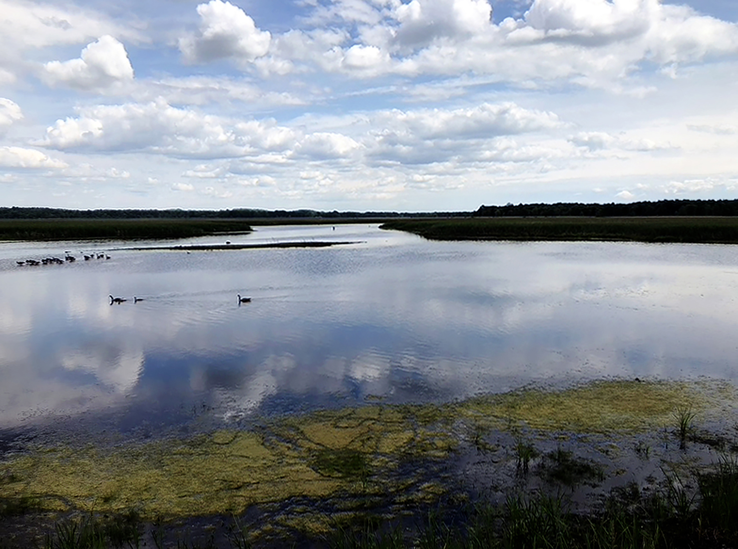 Waterfowl swimming at Montezuma National Wildlife Refuge in New York by Michael Aaron Gallagher